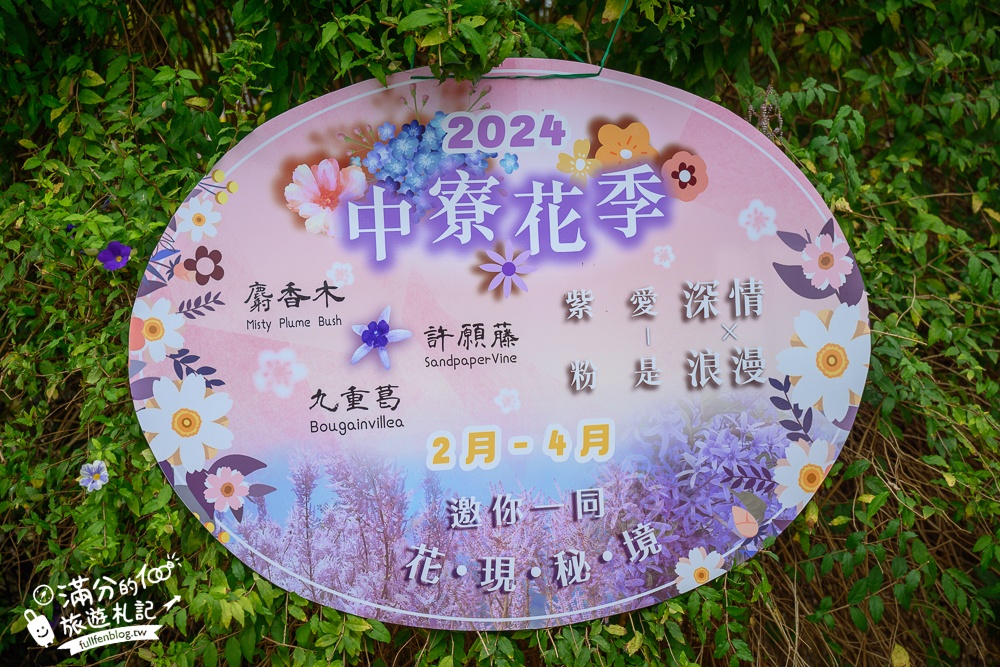 2024【瑰蜜甜心玫瑰園】中寮粉紅山丘麝香木最新花況.門票資訊拍照攻略.櫻花.九重葛.風鈴木.許願藤一起看最強花園秘境!