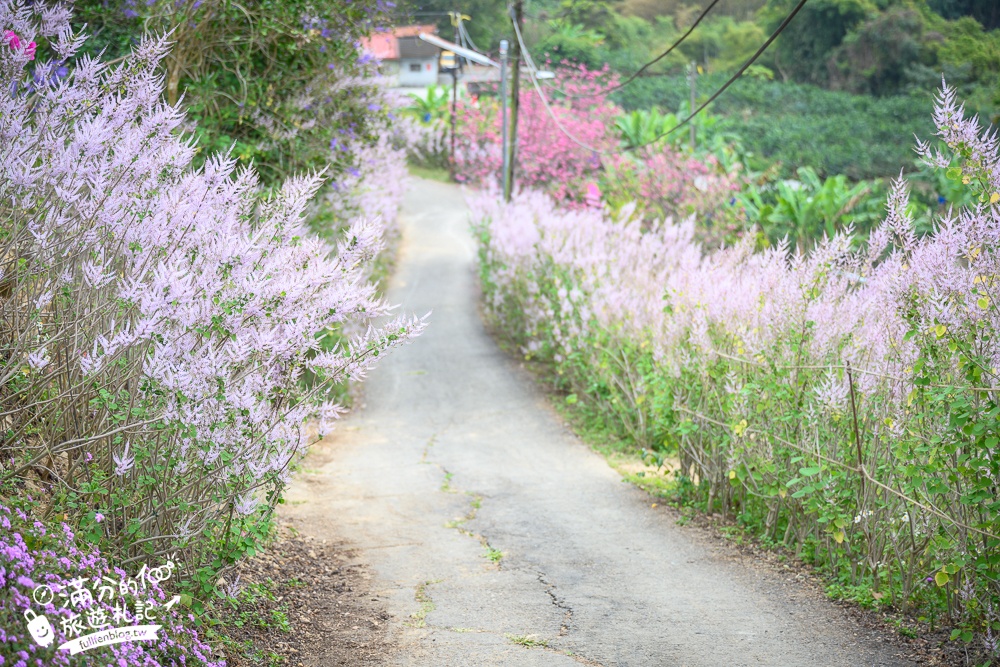 2024【瑰蜜甜心玫瑰園】中寮粉紅山丘麝香木最新花況.門票資訊拍照攻略.櫻花.九重葛.風鈴木.許願藤一起看最強花園秘境!