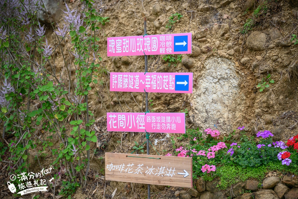 2024【瑰蜜甜心玫瑰園】中寮粉紅山丘麝香木最新花況.門票資訊拍照攻略.櫻花.九重葛.風鈴木.許願藤一起看最強花園秘境!