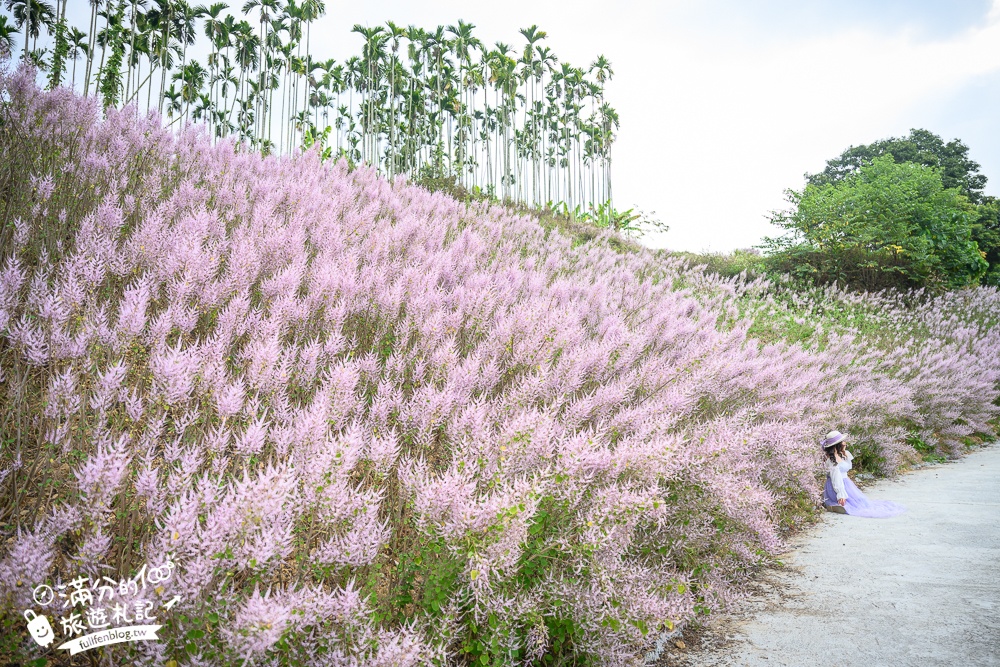 2024【瑰蜜甜心玫瑰園】中寮粉紅山丘麝香木最新花況.門票資訊拍照攻略.櫻花.九重葛.風鈴木.許願藤一起看最強花園秘境!