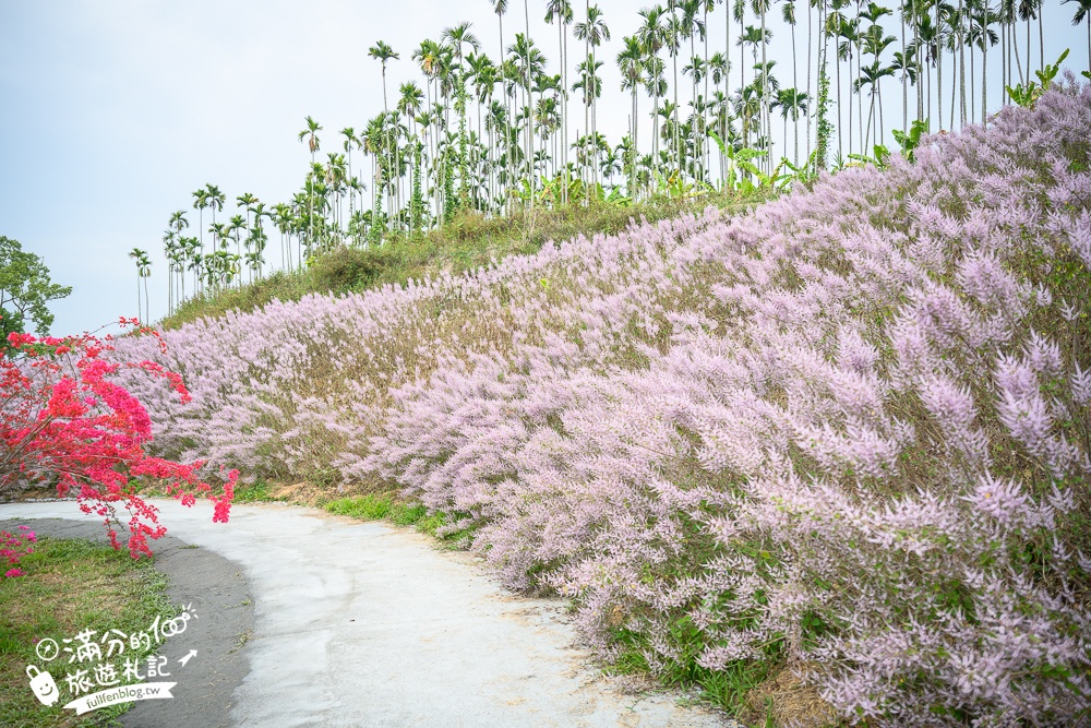 2024【瑰蜜甜心玫瑰園】中寮粉紅山丘麝香木最新花況.門票資訊拍照攻略.櫻花.九重葛.風鈴木.許願藤一起看最強花園秘境!