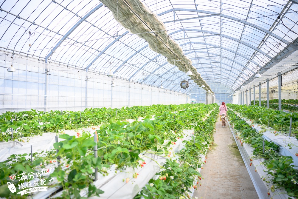 【福岡採草莓筑紫野草莓農園.白草莓甘王】福岡草莓吃到飽.現採現吃超好玩,還能順遊草莓咖啡館!