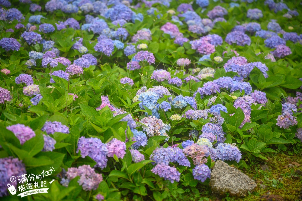 【2024北宜石牌縣界公園】最新花況.免門票繡球花園,可以看到龜山島和蘭陽平原的繡球秘境!