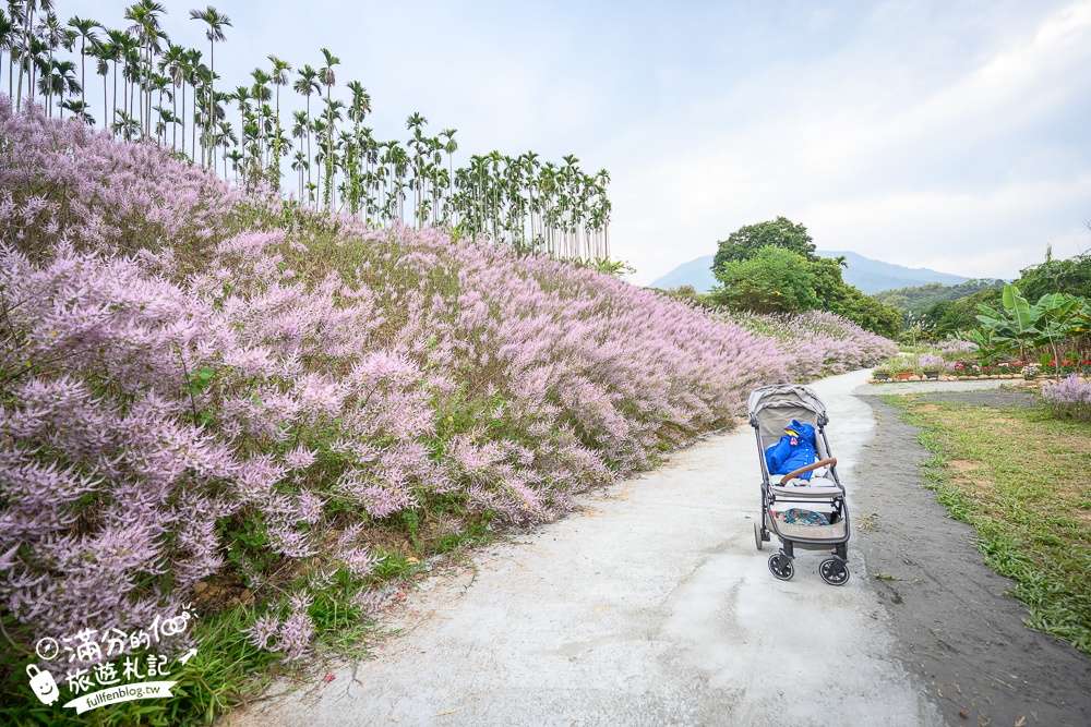 2024【瑰蜜甜心玫瑰園】中寮粉紅山丘麝香木最新花況.門票資訊拍照攻略.櫻花.九重葛.風鈴木.許願藤一起看最強花園秘境!