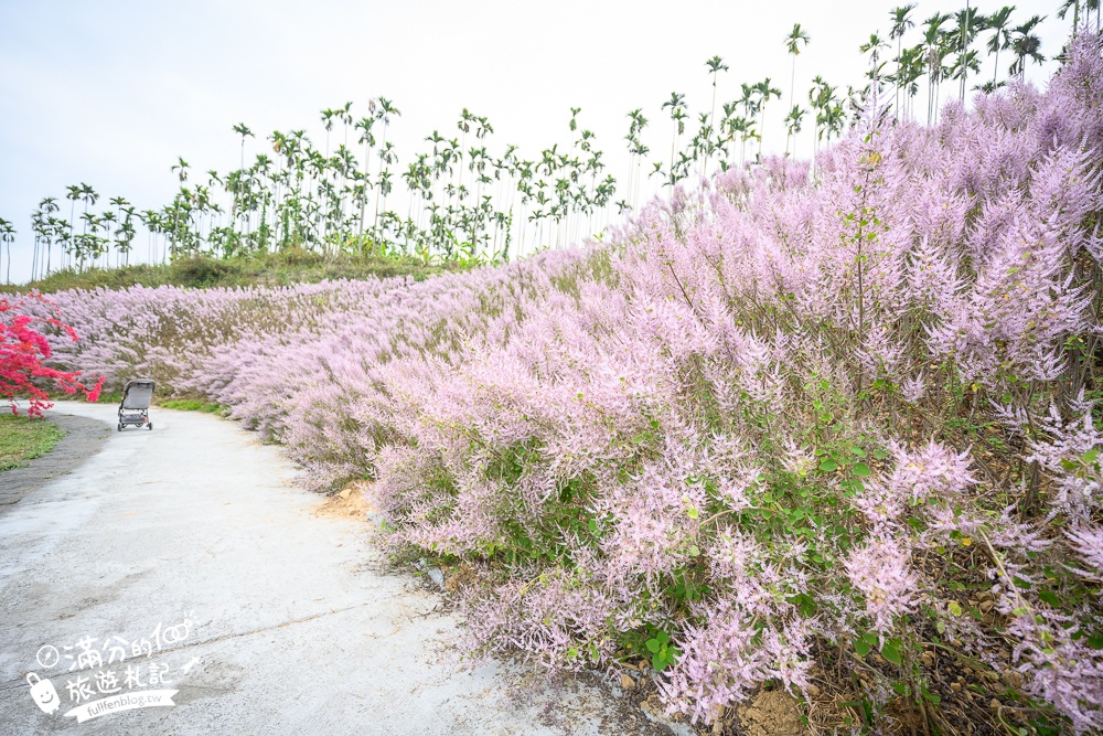 2024【瑰蜜甜心玫瑰園】中寮粉紅山丘麝香木最新花況.門票資訊拍照攻略.櫻花.九重葛.風鈴木.許願藤一起看最強花園秘境!