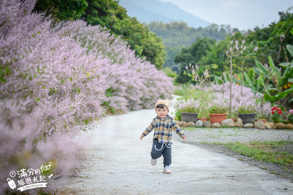 2024【瑰蜜甜心玫瑰園】中寮粉紅山丘麝香木最新花況.門票資訊拍照攻略.櫻花.九重葛.風鈴木.許願藤一起看最強花園秘境!