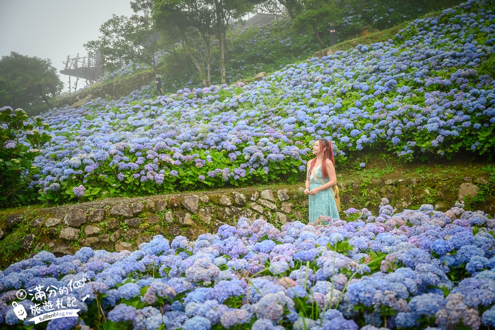 【2024北宜石牌縣界公園】最新花況.免門票繡球花園,可以看到龜山島和蘭陽平原的繡球秘境!