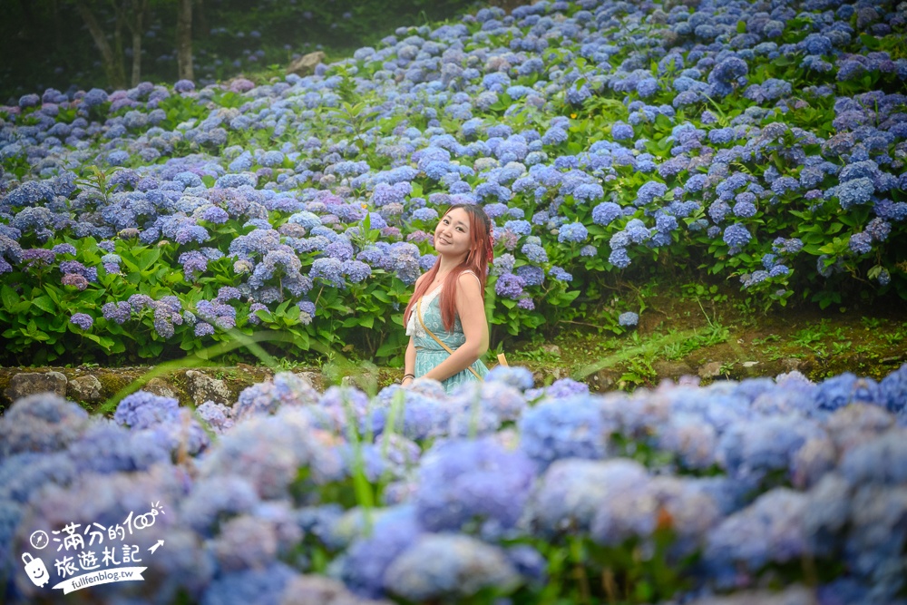 【2024北宜石牌縣界公園】最新花況.免門票繡球花園,可以看到龜山島和蘭陽平原的繡球秘境!