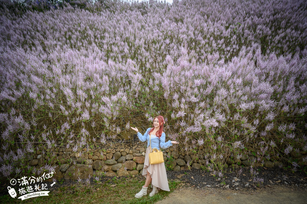 2024【瑰蜜甜心玫瑰園】中寮粉紅山丘麝香木最新花況.門票資訊拍照攻略.櫻花.九重葛.風鈴木.許願藤一起看最強花園秘境!