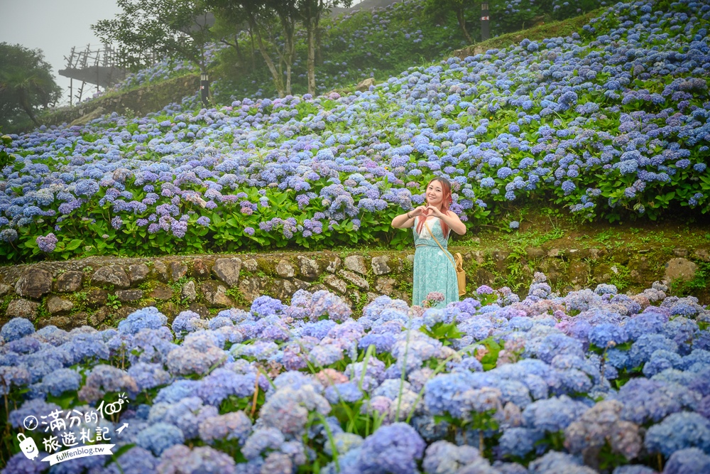 【2024北宜石牌縣界公園】最新花況.免門票繡球花園,可以看到龜山島和蘭陽平原的繡球秘境!