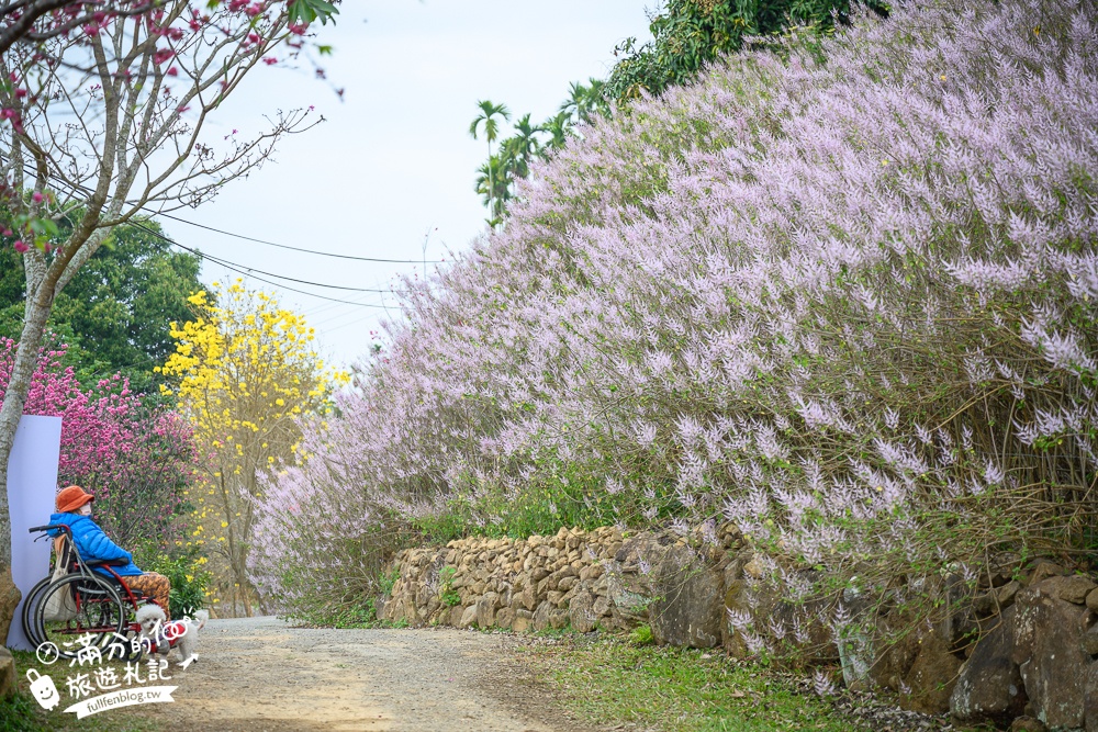 2024【瑰蜜甜心玫瑰園】中寮粉紅山丘麝香木最新花況.門票資訊拍照攻略.櫻花.九重葛.風鈴木.許願藤一起看最強花園秘境!