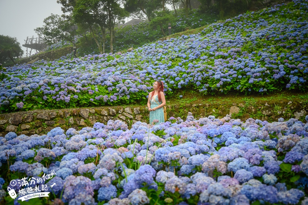 【2024北宜石牌縣界公園】最新花況.免門票繡球花園,可以看到龜山島和蘭陽平原的繡球秘境!