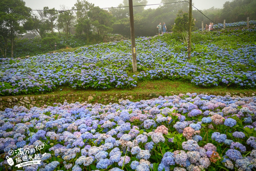 【2024北宜石牌縣界公園】最新花況.免門票繡球花園,可以看到龜山島和蘭陽平原的繡球秘境!