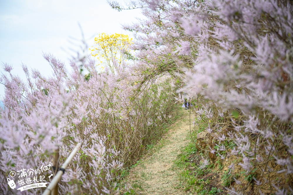 2024【瑰蜜甜心玫瑰園】中寮粉紅山丘麝香木最新花況.門票資訊拍照攻略.櫻花.九重葛.風鈴木.許願藤一起看最強花園秘境!