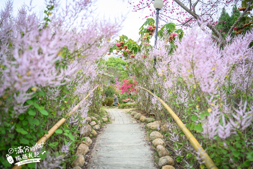 2024【瑰蜜甜心玫瑰園】中寮粉紅山丘麝香木最新花況.門票資訊拍照攻略.櫻花.九重葛.風鈴木.許願藤一起看最強花園秘境!