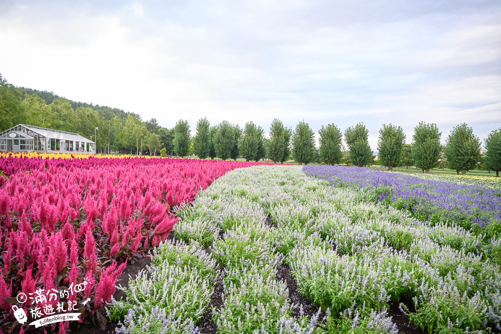 北海道必玩景點【富良野富田農場】日本最大薰衣草田.必吃薰衣草霜淇淋.繽紛七彩花海絕對震撼!