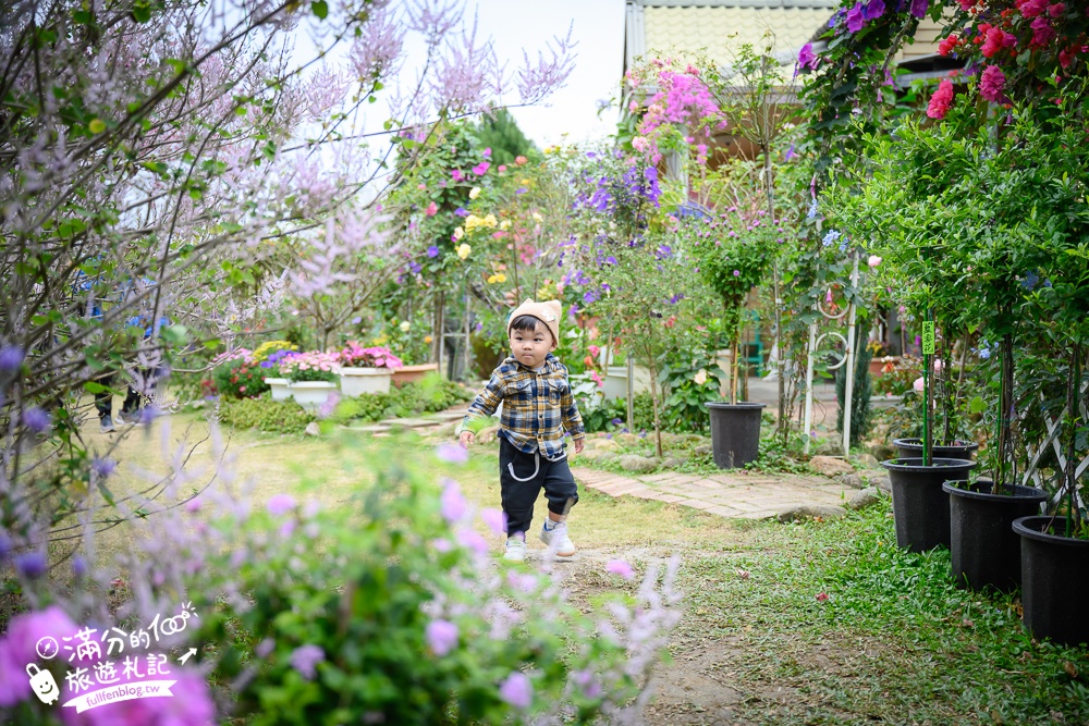 2024【瑰蜜甜心玫瑰園】中寮粉紅山丘麝香木最新花況.門票資訊拍照攻略.櫻花.九重葛.風鈴木.許願藤一起看最強花園秘境!