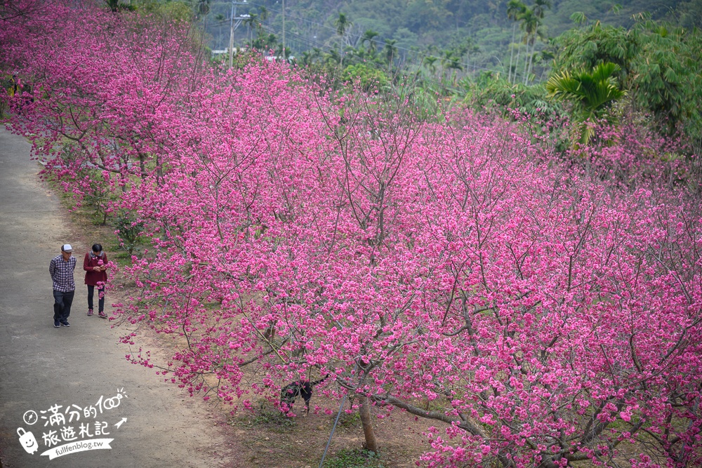 【2024半天岩櫻花秘境】嘉義半天岩紫雲寺免費賞櫻,阿里山八重櫻綻放超夢幻!