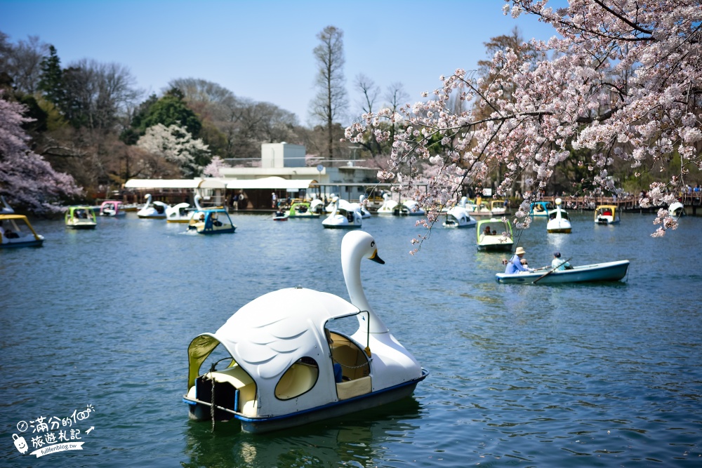 【2024井之頭恩賜公園櫻花季】交通方式.賞花攻略,踩天鵝.獨木舟通通別錯過,櫻花樹下拍美照!