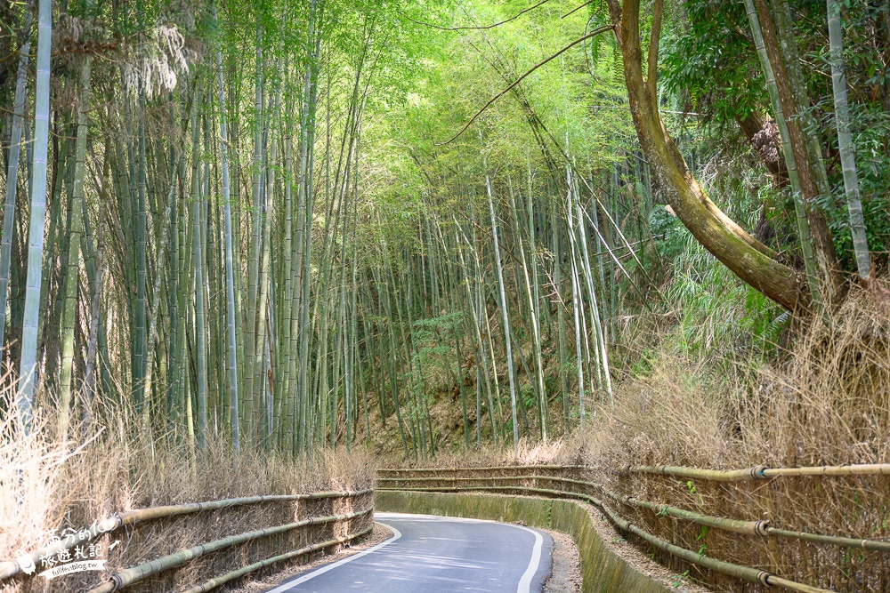 雲林景點|五元二角(免門票)雲林版嵐山竹林秘境.停車資訊.五元二角周邊景點順遊攻略!