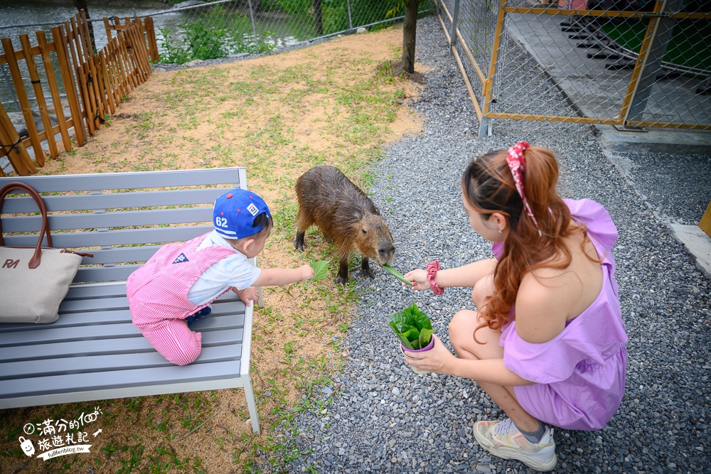 宜蘭景點【星夢森林劇場】宜蘭最美動物親子樂園,看小動物,玩水.搭小火車.拍貼一次滿足!