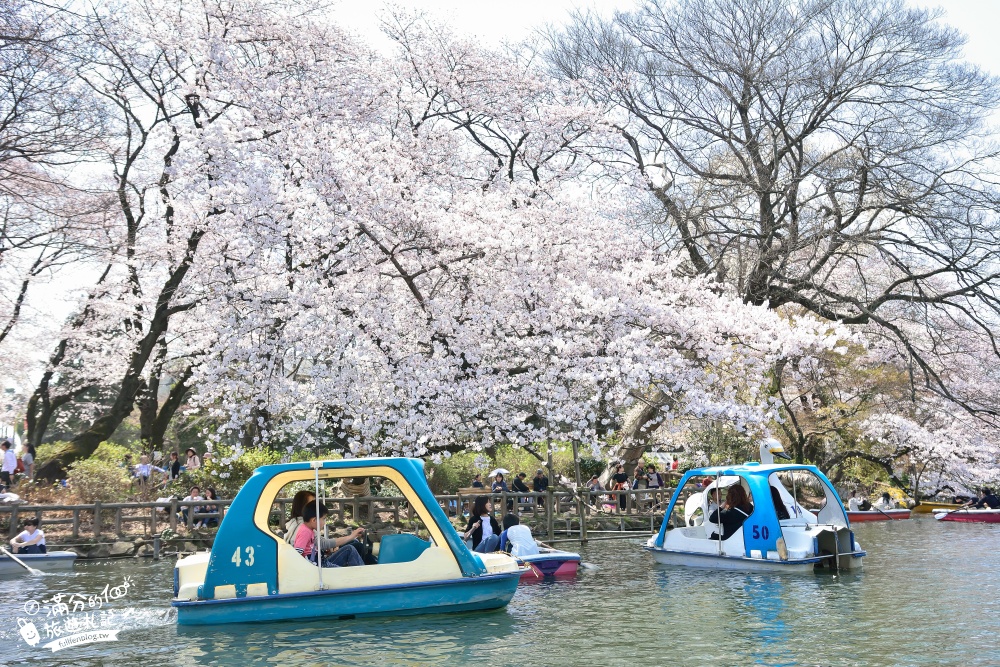 【2024井之頭恩賜公園櫻花季】交通方式.賞花攻略,踩天鵝.獨木舟通通別錯過,櫻花樹下拍美照!