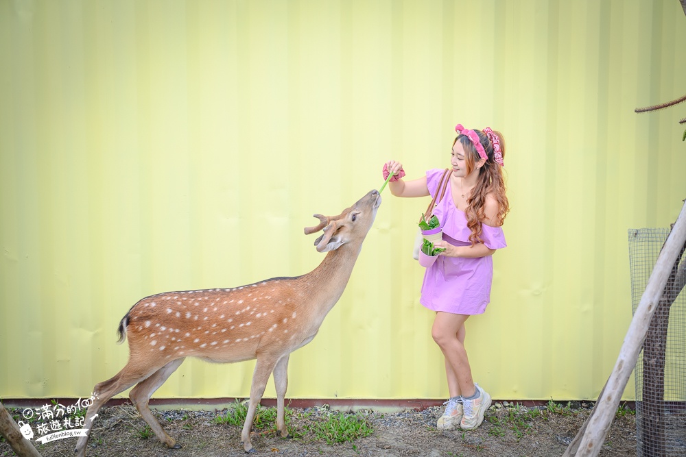 宜蘭景點【星夢森林劇場】宜蘭最美動物親子樂園,看小動物,玩水.搭小火車.拍貼一次滿足!