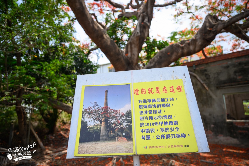 高雄景點【甘蜜會社】花都開好了～廢墟風鳳凰花秘境！廢棄番茄工廠居然是隱藏版網美打卡景點