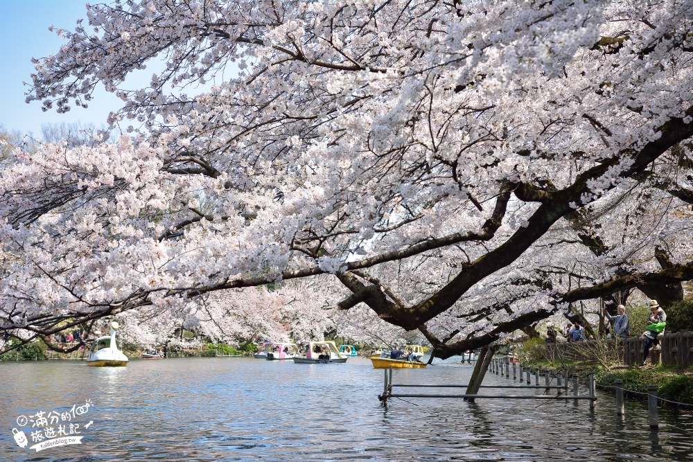 【2024井之頭恩賜公園櫻花季】交通方式.賞花攻略,踩天鵝.獨木舟通通別錯過,櫻花樹下拍美照!