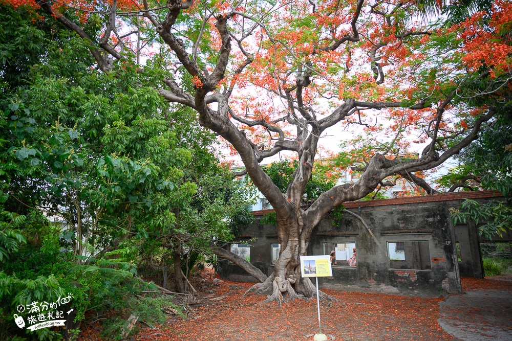 高雄景點【甘蜜會社】花都開好了～廢墟風鳳凰花秘境！廢棄番茄工廠居然是隱藏版網美打卡景點