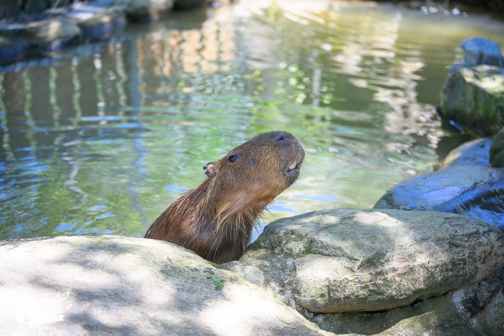 花蓮新景點【洄瀾灣親子動物區】洄瀾灣景觀餐廳親子農場,水豚大君出沒,笑笑羊.羊駝.象龜陪你玩,還能搭小火車遊園!