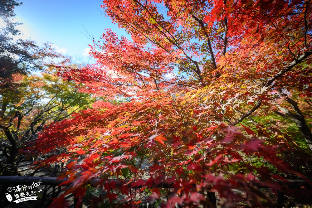 京都景點|北野天滿宮楓葉季.參拜學問之神~絕美紅楓步道,水上紅橋猶如小仙境!