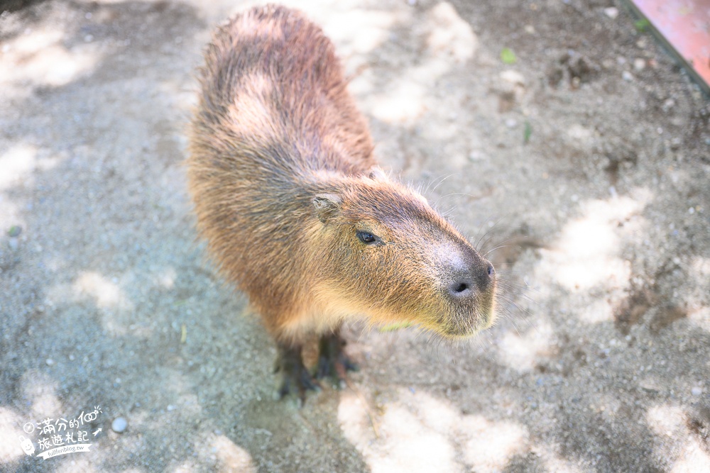 花蓮新景點【洄瀾灣親子動物區】洄瀾灣景觀餐廳親子農場,水豚大君出沒,笑笑羊.羊駝.象龜陪你玩,還能搭小火車遊園!