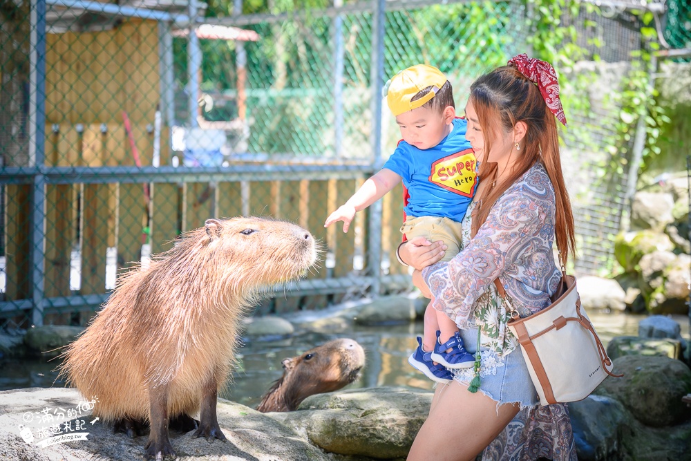 花蓮新景點【洄瀾灣親子動物區】洄瀾灣景觀餐廳親子農場,水豚大君出沒,笑笑羊.羊駝.象龜陪你玩,還能搭小火車遊園!