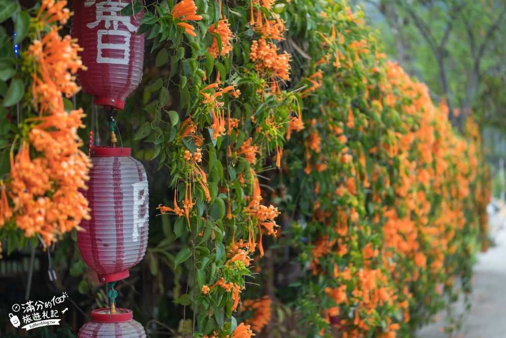 桃園景點 | 羅浮花園咖啡.藍鬍子,泡溫泉.吃風味餐.賞炮仗花～羅浮溫泉最美炮仗花屋！