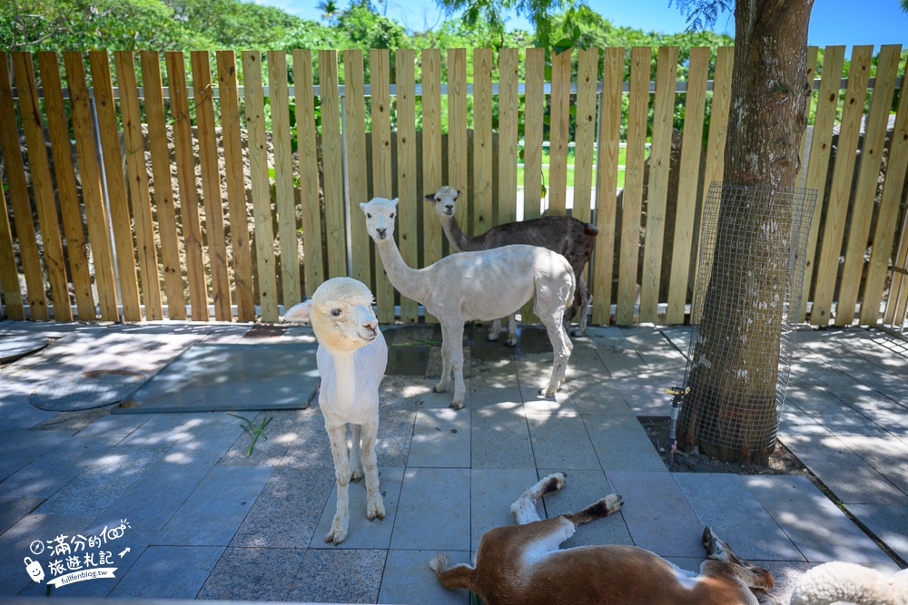 花蓮新景點【洄瀾灣親子動物區】洄瀾灣景觀餐廳親子農場,水豚大君出沒,笑笑羊.羊駝.象龜陪你玩,還能搭小火車遊園!