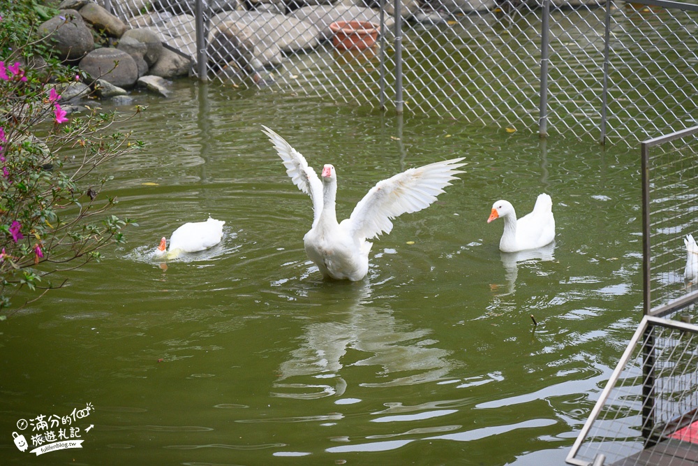 嘉義景點|粉牛樂園體驗農場(原綠盈牧場)台版荷蘭村,看乳牛.玩賽鵝.划船體驗~中埔親子放電景點!