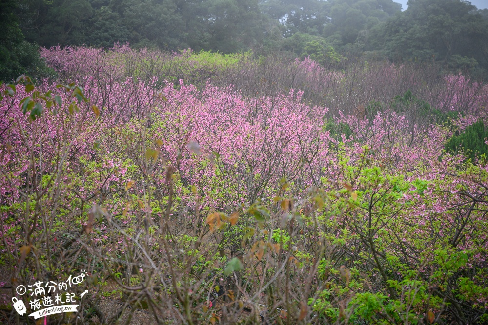 【大埔農場紗帽山櫻花林】2024最新花況,必拍櫻花隧道搖滾區,門票150可換橘子一袋!