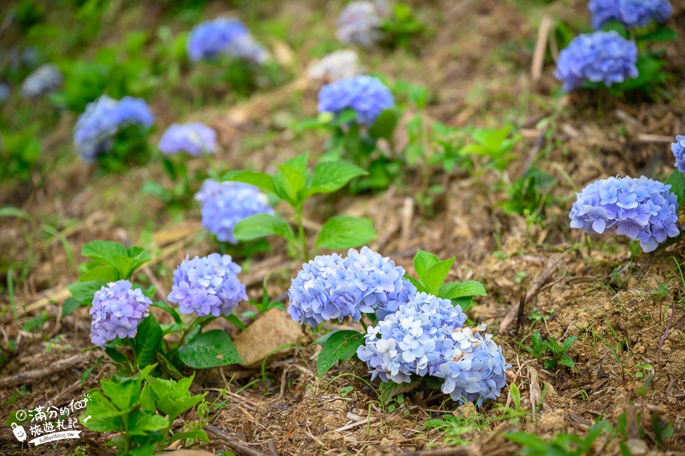 【2024北宜石牌縣界公園】最新花況.免門票繡球花園,可以看到龜山島和蘭陽平原的繡球秘境!