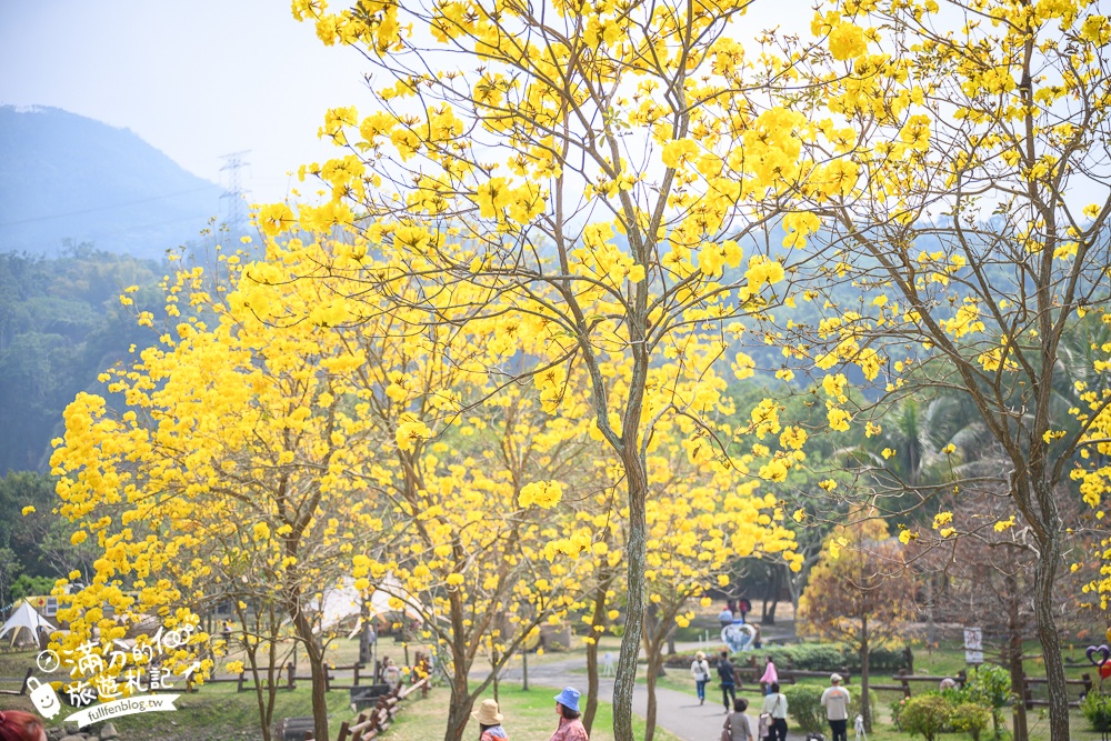 【2024嘉義旺萊山愛情大草原】台灣黑熊出沒,阿里山腳下免費帳篷野餐基地,親子同遊,整顆鳳梨酥免費吃!