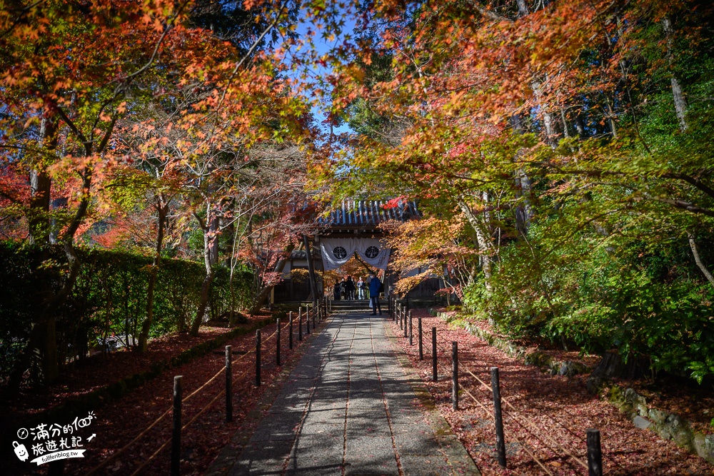 京都景點|光明寺|京都賞楓秘境.免費行李寄放,絕美紅楓步道.繽紛花手水,貓頭鷹寺院超夢幻!