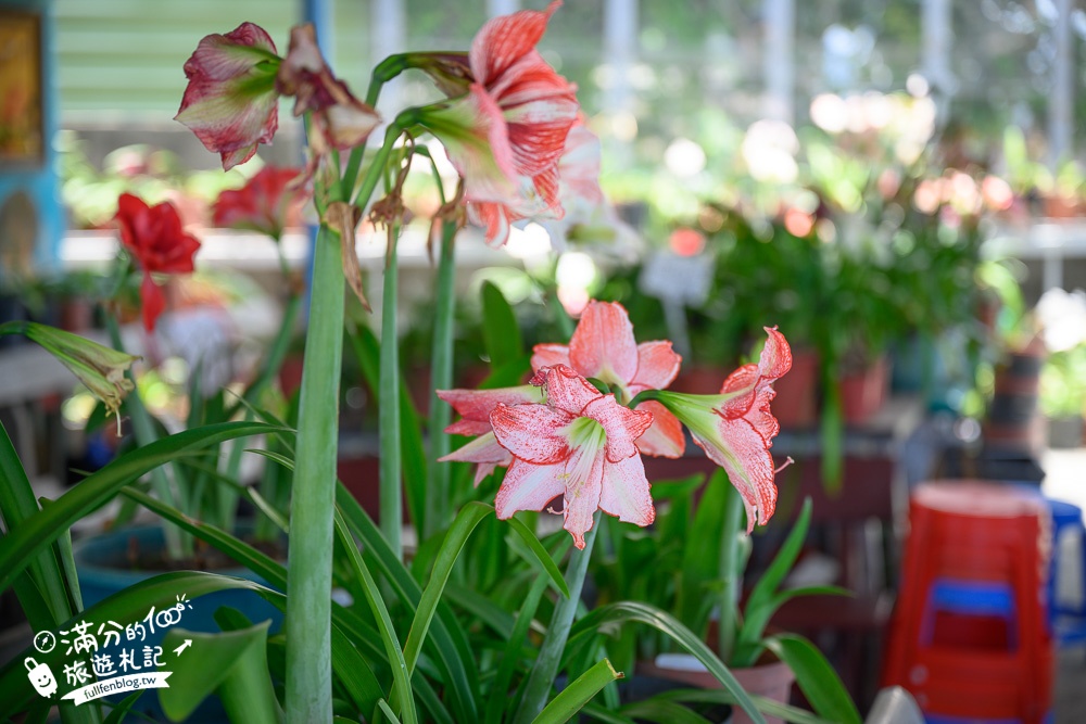 雲林景點|四湖長春園藝孤挺花園|銅板價門票,繽紛彩色花海.愛心樹~浪漫賞花美拍趣!