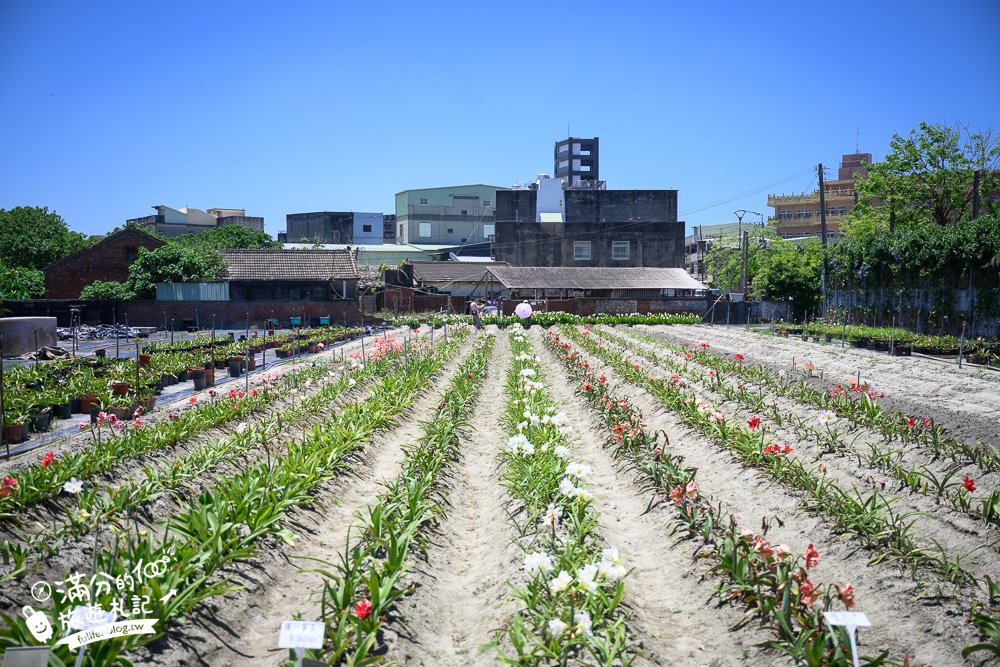 雲林景點|四湖長春園藝孤挺花園|銅板價門票,繽紛彩色花海.愛心樹~浪漫賞花美拍趣!