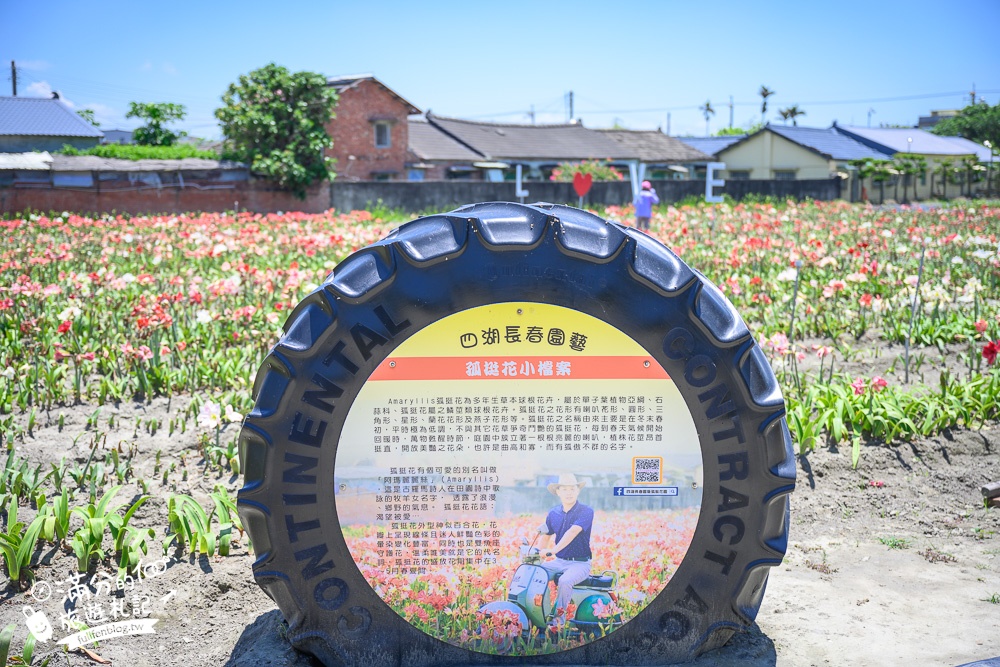 雲林景點|四湖長春園藝孤挺花園|銅板價門票,繽紛彩色花海.愛心樹~浪漫賞花美拍趣!