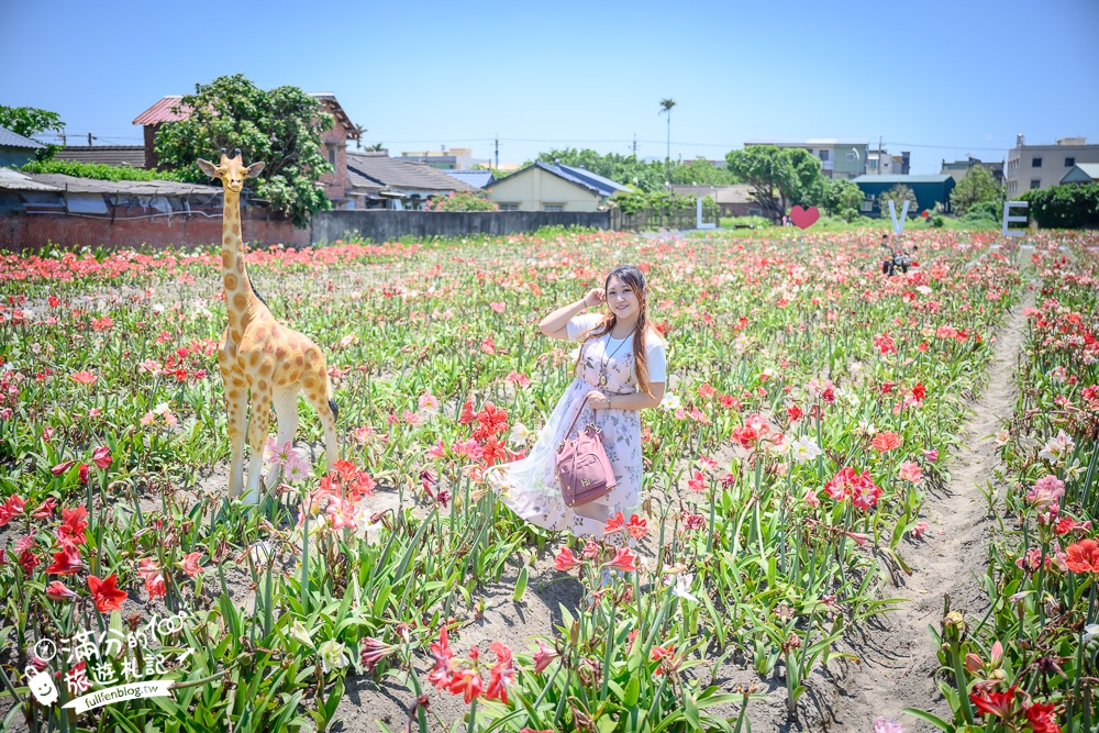 雲林景點|四湖長春園藝孤挺花園|銅板價門票,繽紛彩色花海.愛心樹~浪漫賞花美拍趣!