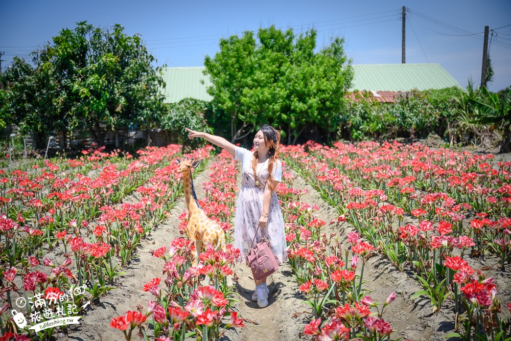 雲林景點|四湖長春園藝孤挺花園|銅板價門票,繽紛彩色花海.愛心樹~浪漫賞花美拍趣!