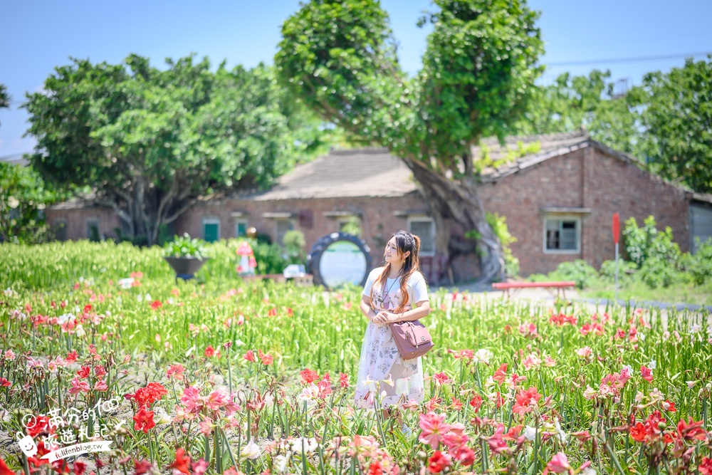 雲林景點|四湖長春園藝孤挺花園|銅板價門票,繽紛彩色花海.愛心樹~浪漫賞花美拍趣!