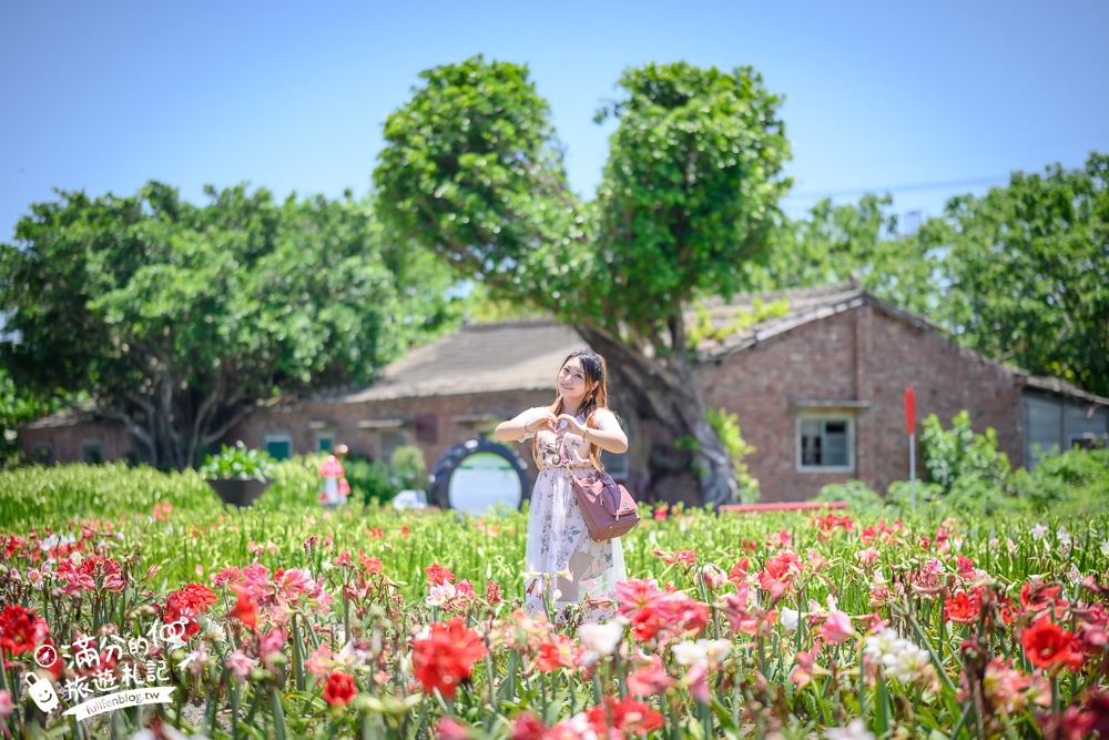 雲林景點|四湖長春園藝孤挺花園|銅板價門票,繽紛彩色花海.愛心樹~浪漫賞花美拍趣!