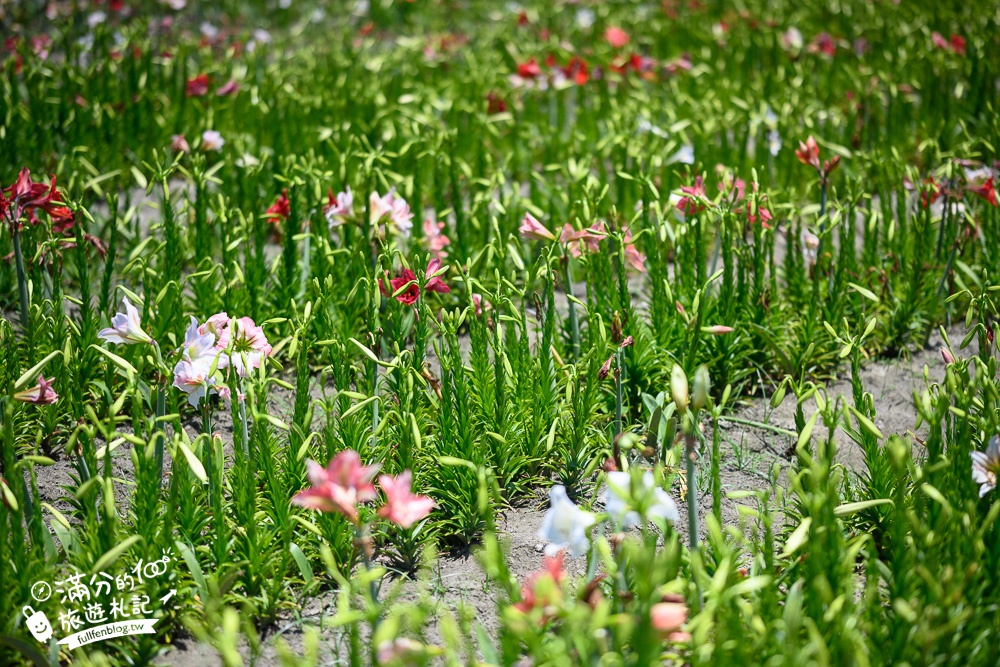 雲林景點|四湖長春園藝孤挺花園|銅板價門票,繽紛彩色花海.愛心樹~浪漫賞花美拍趣!