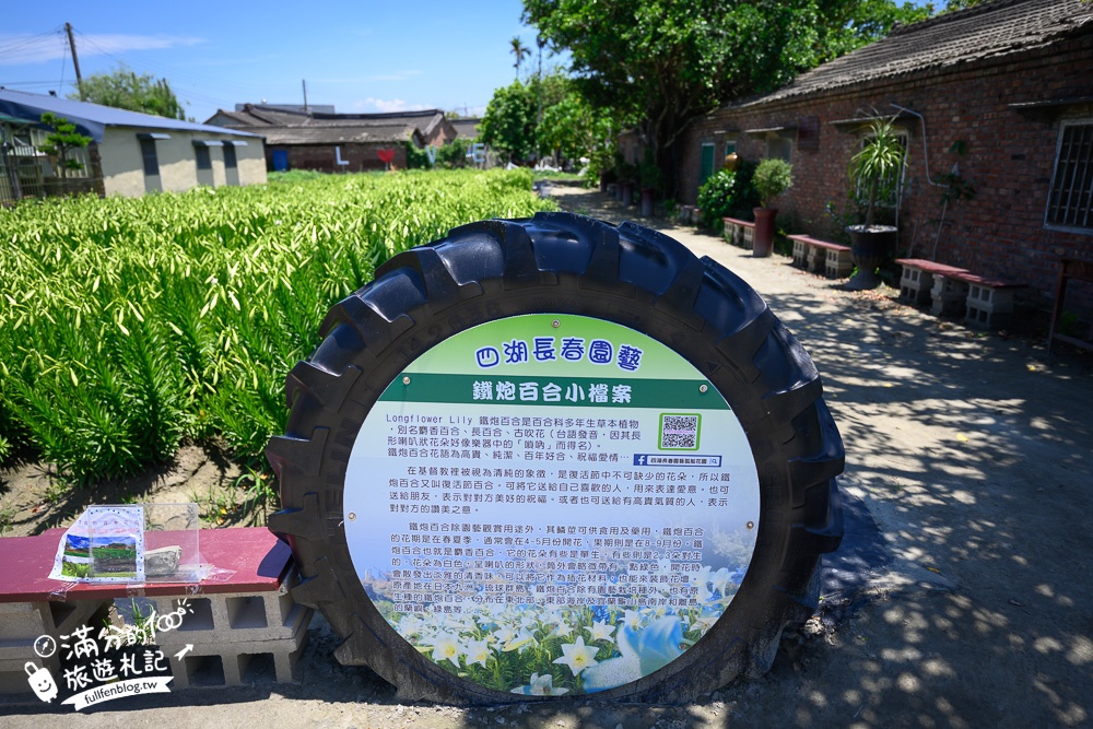 雲林景點|四湖長春園藝孤挺花園|銅板價門票,繽紛彩色花海.愛心樹~浪漫賞花美拍趣!